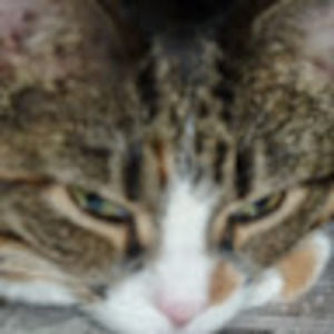 Meet your Posher, Marie